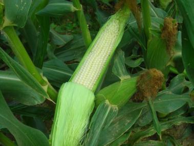 Once corn becomes readily available, Kegel s Produce makes every attempt to purchase fresh sweet corn at least six days a week.