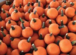 OUTLOOK FOR OCTOBER 1 - OCTOBER 8, 2015 FALL ORNAMENTALS UPDATE CV LEMONS CV STRAWBERRIES CV ORANGES The supplies of Lemons coming out of Yuma, Arizona has fi nally picked up.