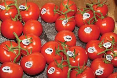 CV TOMATOES Cluster Tomatoes are steady. We will continue to have nice Canadian product. Mexico has started. Beef and Roma Tomatoes are steady. Two layer and 25lb Vine Ripe Tomatoes remain limited.