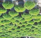 Valuable evergreen ground cover. Grows well in both sun and shade. Height: 24 Inches (0.6 m) Spread: 2-3 Feet (0.