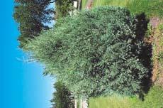 Skandia Juniper Juniperus sabina 'Skandia' Juniperus - Upright Juniper Medora Columnar Juniper Juniperus