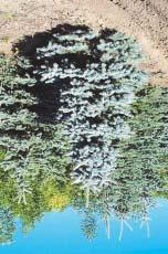 Hoopsi Blue Spruce Picea pungens glauca 'Hoopsi' Height: 50-65 Feet (19 m) Spread: 15-20 Feet (6 m) Zone: 2b A grafted selection of Colorado Blue Spruce with a narrow and compact form.