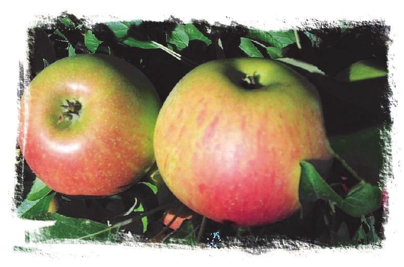 Gemini - listing for 2005. A crisp, juicy and medium sweet apple, that is best eaten fresh. Medium to large apples are ripe in late August and store well until the Year.