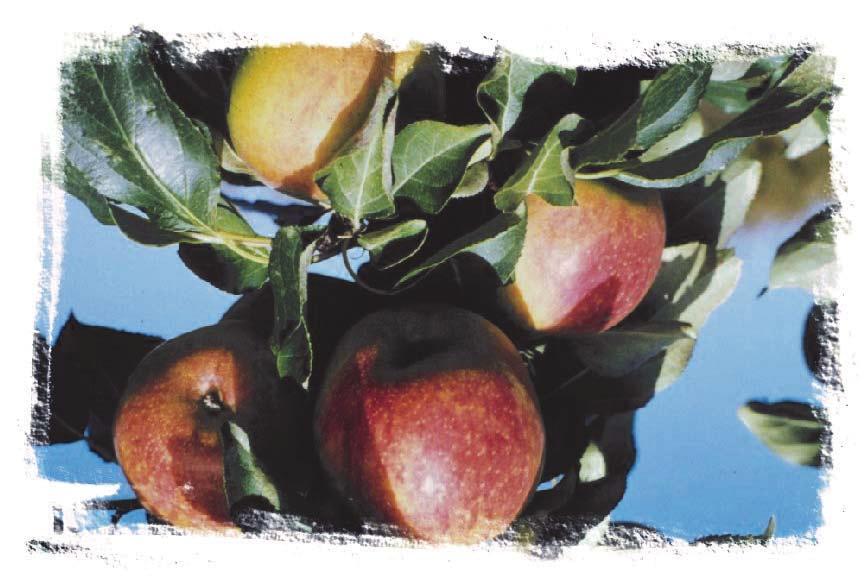 Malus - Dwarf Apple Available cultivars: Gemini Goodland Norkent Red Sparkle Prairie Magic We are pleased to offer you a selection of prairie hardy apples grown on Ottawa #3 dwarfing rootstocks.