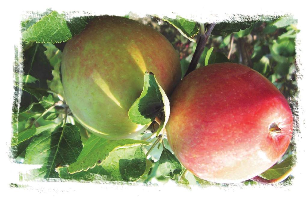 The trees will begin to bear fruit earlier; significant fruit production may be two years earlier than with apple trees growing on a standard rootstock. 2.