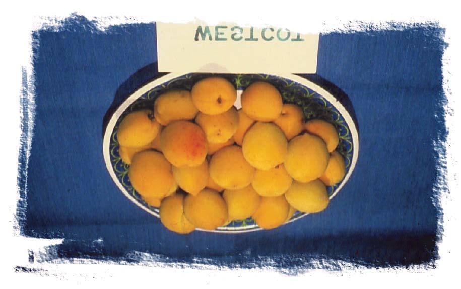 Westcot Apricot Prunus x Westcot Produces large, golden fruit, hardy flower buds, freestone. Zone 3.