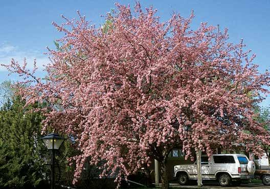 GLADIATOR - Ornamental tree with a profusion of bright pink flowers. Stately upright crown. JAN KUPERUS - Fast grower with reddish pink flowers. Much like Almey, but hardier.