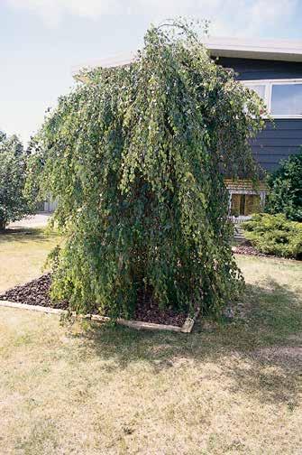They take up very little space and can be surrounded with different ground covers. YOUNGS WEEPING BIRCH BETULA PENDULA YOUNGII A small tree with dome-shaped or mushroom head. Bark is white.