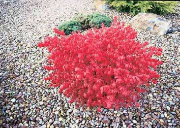 DWARF BURNING BUSH EUONYMUS ALATA COMPACTA Very dwarf shrub, known for its fall coloration. Leaves will turn rosy pink in autumn.
