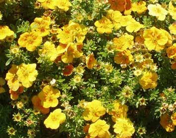 THE POTENTILLA'S SHRUBBERY CINQUEFOIL BUTTERCUP BUSH Potentilla is a very useful plant. It blooms from about mid June until freeze-up.