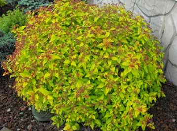 GOLDFLAME SPIREA LITTLE PRINCESS SPIREA SPIREA JAPONICA 'LITTLE PRINCESS' Small dense shrub that flowers pink in the summer. Turns dark red in the fall.