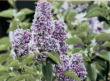 FLOWERING AND ORNAMENTAL SHRUBS LILACS Lilacs produce an abundance of flowers in spring and summer, filling the air with delicate fragrance.