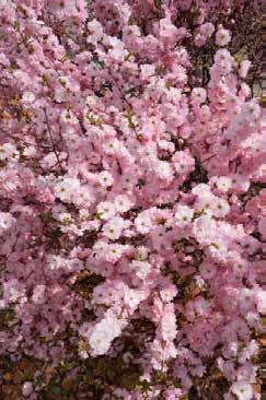 DOUBLE FLOWERING ALMOND PRUNUS TRILOBA MULTIPLEX Also known as Rose Tree of China. A handsome, hardy, large shrub with double pink flowers in early spring. PRICES FOR THE ABOVE 1 gal. $12.