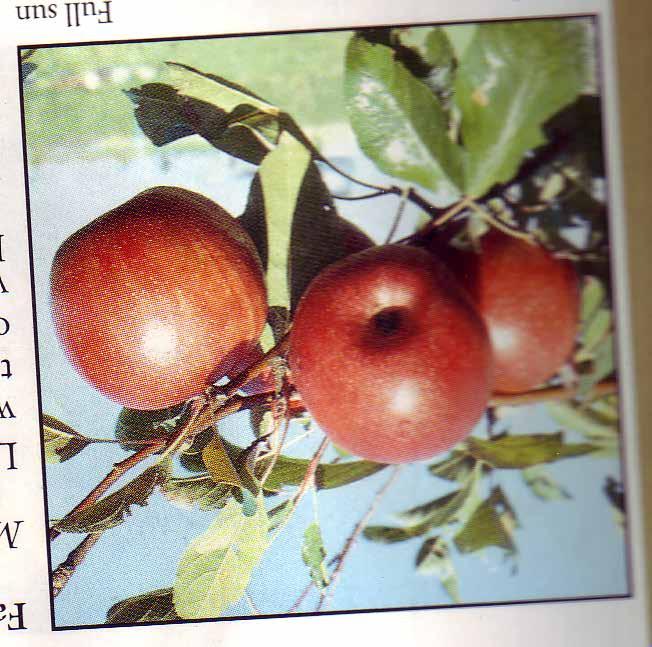 APPLES AND APPLECRABS DOLGO Small oval red fruit. Best for jelly. MID-SEASON. KERR Deep red fruit. Good for dessert and jelly. LATE SEASON.