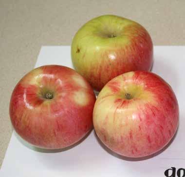 GOODLAND APPLE HARCOURT GOODLAND Large sized eating apple. Fruit striped red. SEPTEMBER. Large fruit, mostly green. Good for eating and cooking. LATE SEASON.