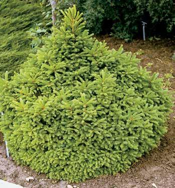 COLORADO GREEN SPRUCE PICEA PUNGENS Medium to large evergreen. Needles deep green to blue green. Very useful as an evergreen hedge or windbreak.