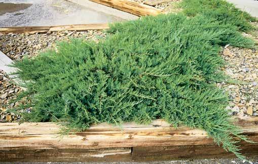 JUNIPERS AS GROUND COVER SCANDIA JUNIPER JUNIPERUS SABINA SCANDIA Low spreading form to 50 cm in height. Holds color well during winter.