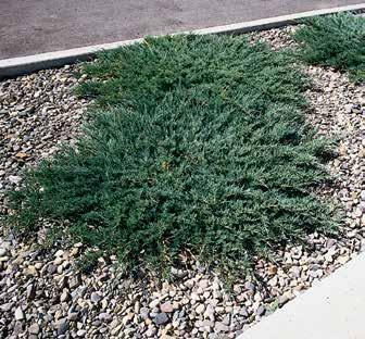 BLUE CHIP JUNIPER JUNIPERUS HORIZONTALIS BLUE CHIP Silver blue foliage on low mounting branches. Needs full sun.