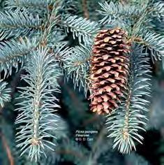 Glauca Blue Spruce -needles have blue cast, but