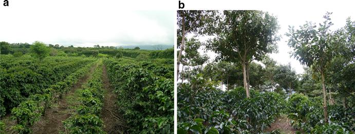 148 Euphytic (2011) 181:147 158 Keywords Coffee Hyrids Productivity Ecologicl innovtion Agroforestry system Introduction Aric coffee is the min source of export ernings for numerous countries.