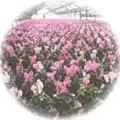 Nursery Products CROP YEAR ACREAGE Bedding Plants Misc.