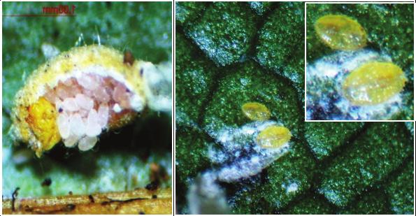 Eriococcus ironsidei Biology and Life Cycle in Hawaii 53 Figure 2. Female sac turned over to expose constricted female body and eggs (left), and first instar crawlers (right, magnified in inset).