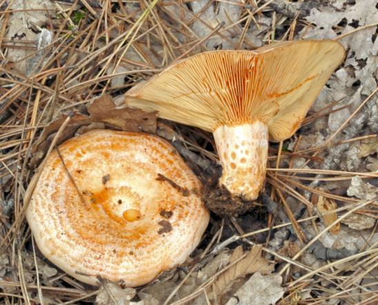Chapter 2:Choice wild edible mushrooms 8. Lactarius deliciosus (L.) Gray Lactarius salmonicolor R. Heim & Leclair, Lactarius sanguifluus (Paulet) Fr., Lactarius semisanguifluus R.