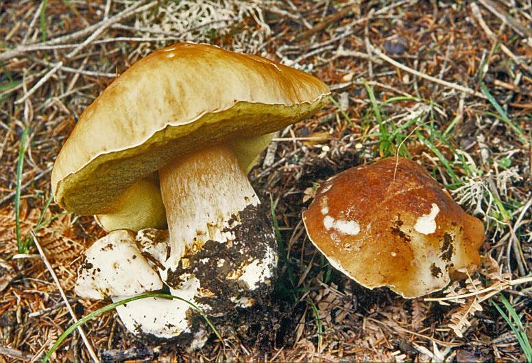 Chapter 2:Choice wild edible mushrooms 18. Boletus edulis Bull. Boletus aereus Bull., Boletus reticulatus Schaeff.