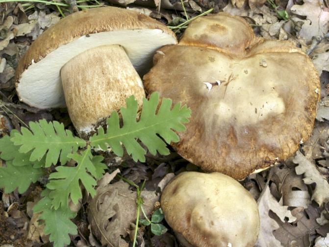 Chapter 2:Choice wild edible mushrooms is found in broadleaf (oak) forests in the floristic regions encoded as follows: 1, 2, 4, 5(w, c, e), 6, 7, 10, 16(w), 17(c), 20. Boletus reticulatus Schaeff.