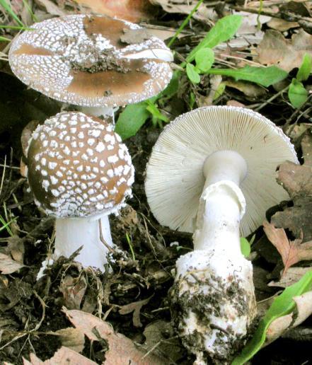 Chapter 3:Poisonous mushrooms POISONOUS MUSHROOMS RESPONSIBLE FOR THE PANTHERINE SYNDROME Amanita pantherina (DC.) Krombh. Amanita muscaria (L.) Lam. var.