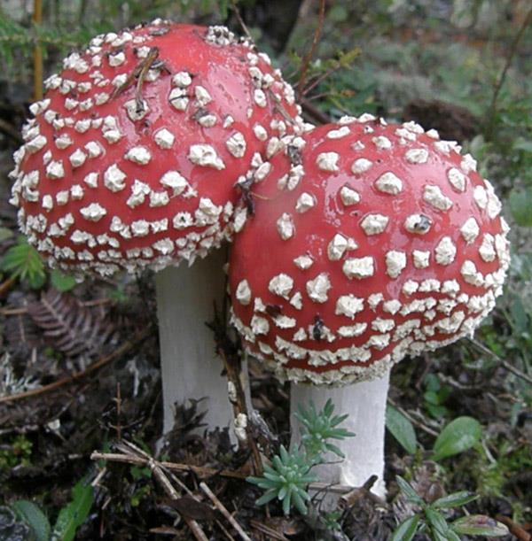 Chapter 3:Poisonous mushrooms white warts it is unique and very easily distinguishable.