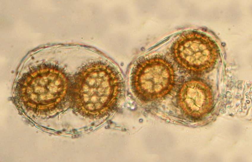 (left) and Tuber borchii (photos: E. Polemis). The hypha starts its development from a spore.