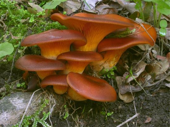 Chapter 3:Poisonous mushrooms 3. Omphalotus olearius (DC.) Singer Etymology: From the Latin word olea deriving from the Greek elea (= olive tree); meaning pertaining to olive tree.