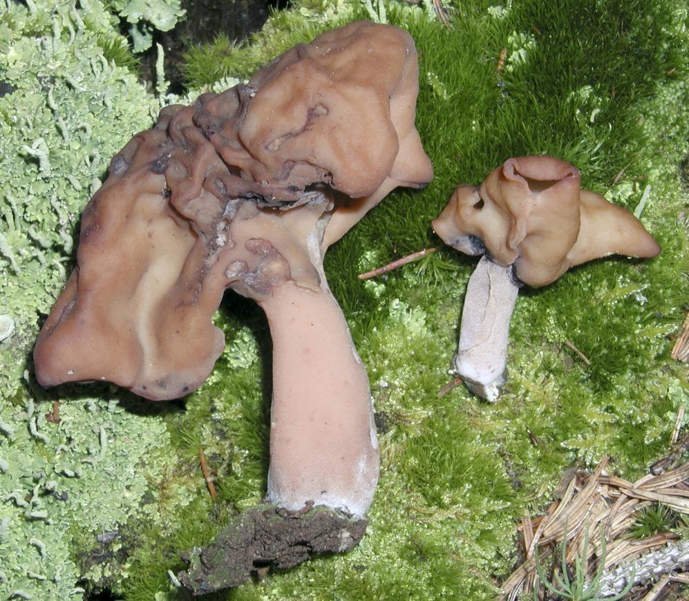 Chapter 3:Poisonous mushrooms Fig. 23. Gyromitra infula (photo by B. Assyov). Gyromitra infula (Schaeff.) Quél.