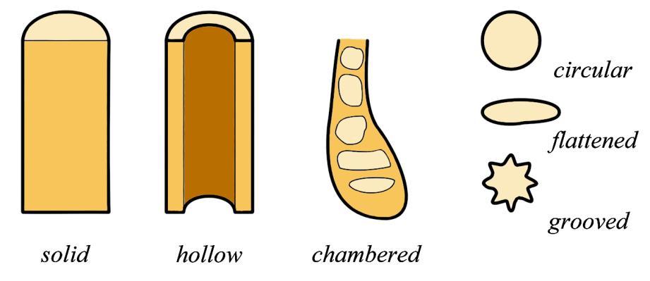 Chapter 1: Introduction to Mushrooms By its shape the stipe may be spherical, egg-shaped, paddle-shaped, inversed paddle-shaped, cylindrical, spindle-shaped, tapering towards the base, rooting (Fig.