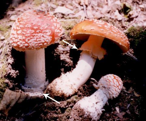 Chapter 1: Introduction to Mushrooms Figs. 31 & 32. Amanita muscaria (Bulgaria, Mt. Vitosha; photo: C.M. Denchev), and stipe base with volva, with remnants of universal veil or bare.