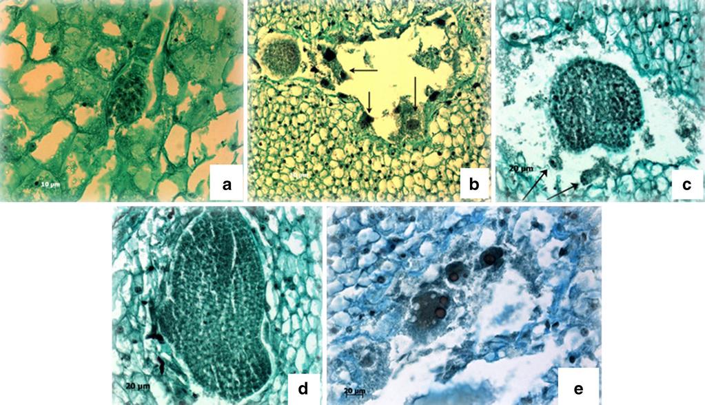 B. OLERACEA B. RAPA HYBRIDS 259 Figure 1. In vitro pollination of ovaries. (a) Germination of pollen grains of B. rapa (arrows) on an opened ovary of B. oleracea, 24 h after pollination. (b) B.