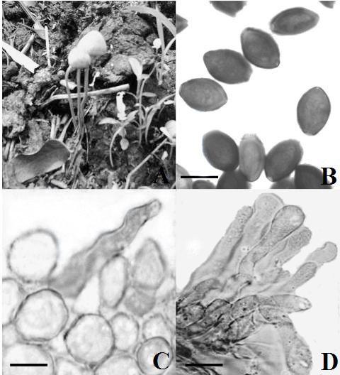 Journal on New Biological Reports 3(2): 125 132 (2014) Fig. 1. Panaeolus cyanoannulatus.