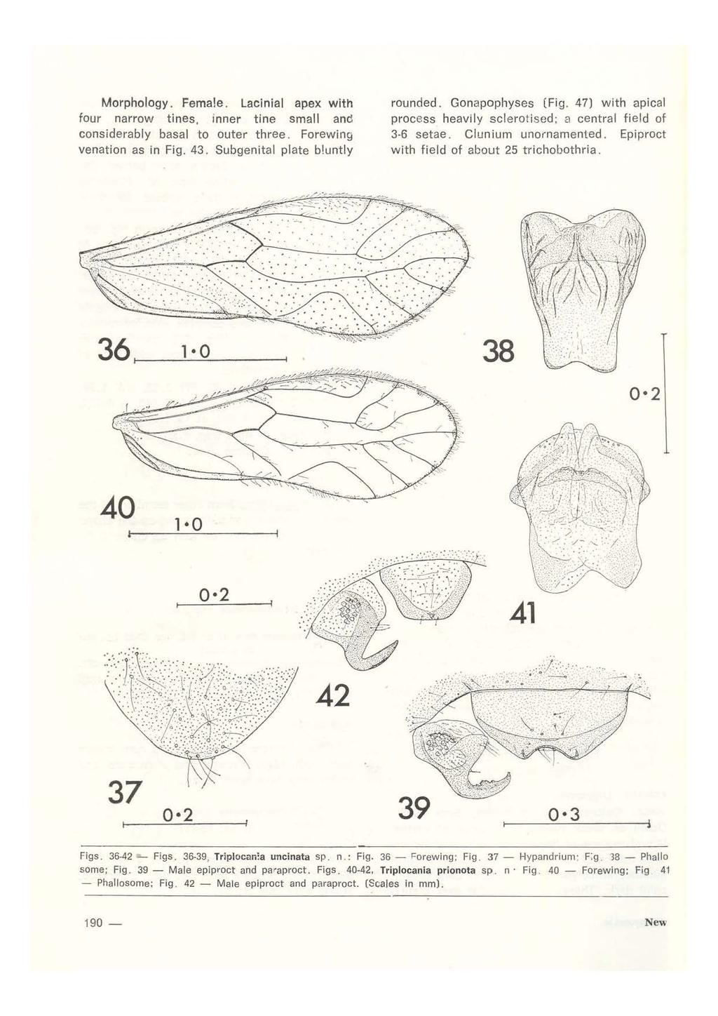 Morphology. Female. Lacinial apex with four narrow tines, inner tine small and considerably basal to outer three. Forewing venation as in Fig. 43. Subgenital plate b!untly rounded. Gonapophyses (Fig.