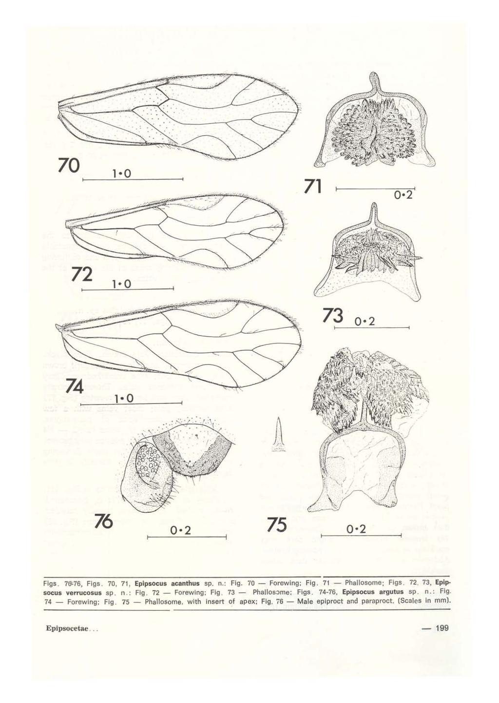 70 1 0 71 0 2 72 73 0 2 74 1 o 76 0 2 75 0 2 Flgs. 7&-76, Figs. 70, 71, Epipsocus acanthus sp. n. : Flg. 70- Forewing: Fig. 71 - Phallosome; Figs. 72. 73, Epipsocus verrucosus sp. n.: Flg. 72- Forewing; Fig.