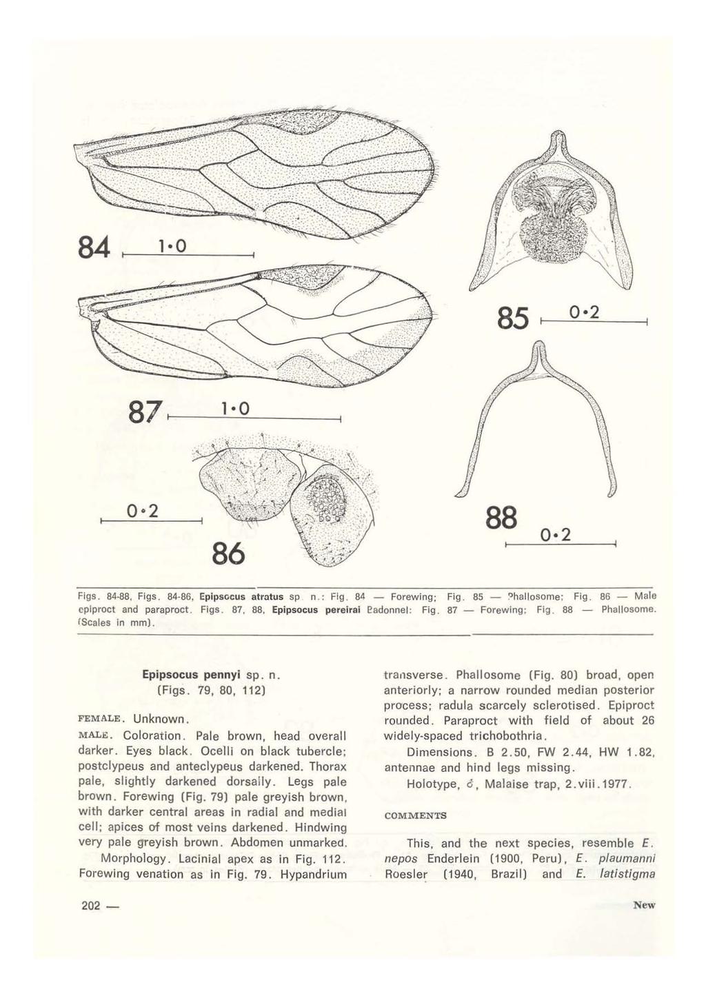 84 1 0 85 0 2 87 t---- 1'---' 0::... -----1 0 2 86 88 0 2 Flgs. 84-88, Figs. 84-86, Epipsccus atratus sp n. : Fig. 84 - Forewing; Fig. 85 -?hallosome; Fig. 86 - M ale cplproct and paraproct. Figs. 87, 88, Epipsocus pereirai eadonnel: Fig.