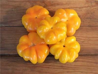 The flesh is very thick, crisp and juicy. Sweet Pepper ROUND OF HUNGARY (OG) 55 days green, 75 red.