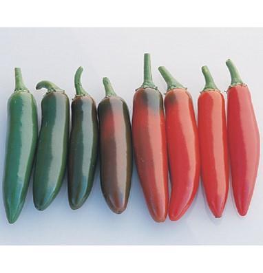 Hot Pepper (2500-8k SHU) SERRANO HOT ROD 57 to green/ 77 to red. High-yielding, with avg 3" fruits borne on big plants over a long harvest period.