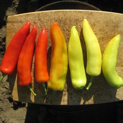 Hot Pepper (5k-10k SHU) HUNGARIAN HOT WAX (OG) 58 days pale yellow, 83 red. Widely adapted and productive, even in cool weather.