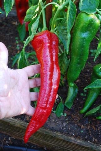 Perfect for grilling and roasting. AAS winner. Sweet Pepper CORNO DI TORO ROSSO (HEIRLOOM) 85 days to red.