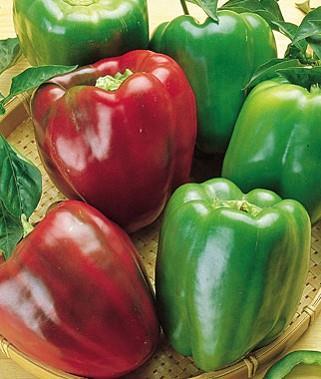 Sweet x Pepper CALIFORNIA WONDER 300 (OG) 65 days green/ 85 red. Wonderfully sweet bell peppers that are typically 4 lobed, thickwalled, and blocky.