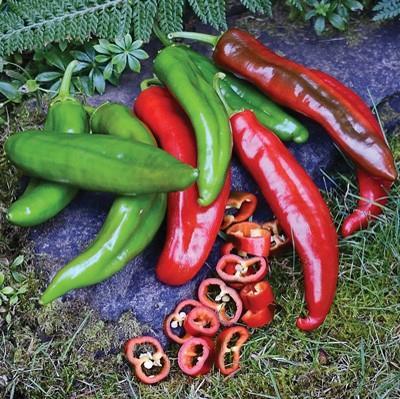 Hot Pepper (500-2500 SHU) ANAHEIM COLLEGE 64 74 days green. Also called California chili or Magdalena.