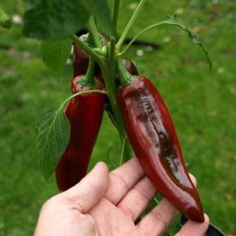 Ripens earlier than most other anaheim type peppers. Tomato Growers Hot Pepper (1000-2500 SHU) PASILLA BAJIO 80 days. Also known as 'chile negro.
