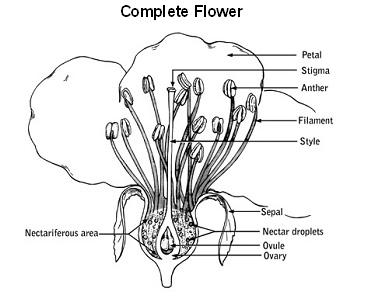 Plants develop seeds through a process called pollination.