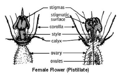 pistil (female flower part).